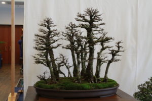 Chicago Botanic Japanese Elm Forest