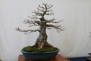 Ron's Trident Maple