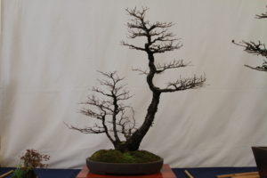 Mark's Chinese Elm