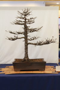 Phil's American Larch