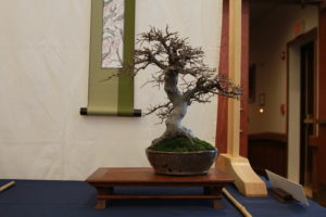 Aaron's Chinese Elm