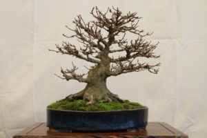 Dan's Trident Maple