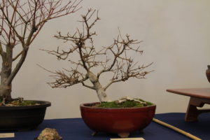 Craig's Trident Maple