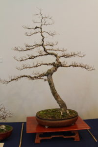 Larry's Siberian Elm