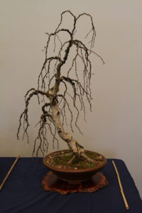 Larry's Weeping Birch