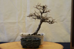 Steve's Chinese Elm