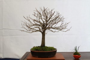 Dan's Zelkova