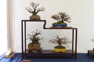 Dan's Shohin Display