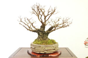 Dan's Chinese Elm