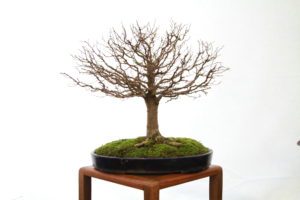 Dan's Zelcova Elm