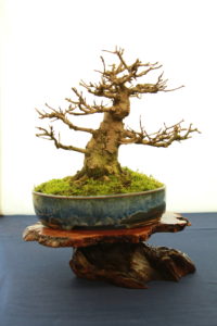 Dan's Trident Maple