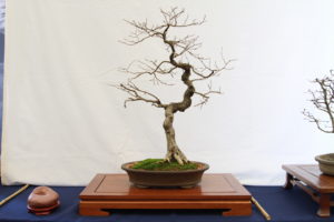 Nick's Korean Hornbeam