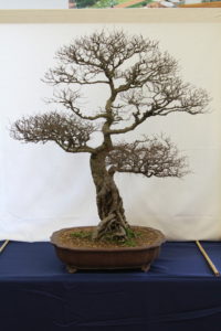 Jim's Chinese Elm