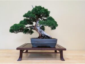 Read more about the article Display of a Bonsai Tree