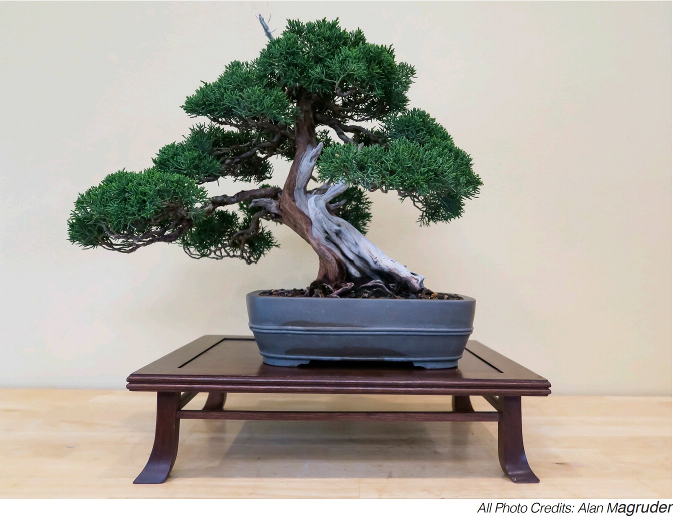 Read more about the article Display of a Bonsai Tree