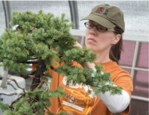 Read more about the article The future of Bonsai – Jennifer Price interview