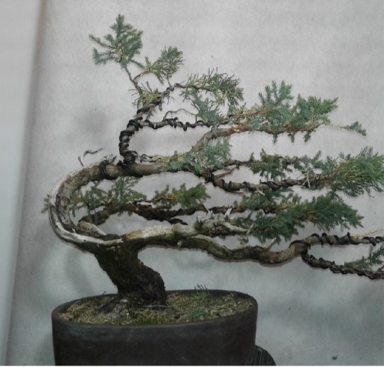 BC Bonsai Current Calendar - Prairie State Bonsai Society