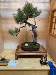 Read more about the article Mid-America Bonsai Exhibition Review