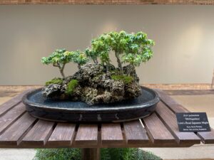 Read more about the article Bonsai Pots – ‘tree planted in tray’