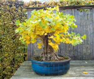 Read more about the article Tree of the Month – Ginkgo biloba