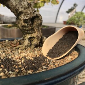 Read more about the article Bonsai Soil 101