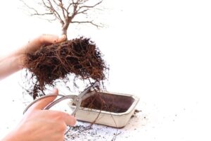 Read more about the article ROOT PRUNING AND REPOTTING