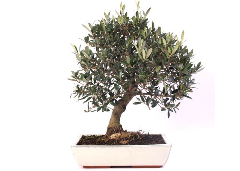 The 8 most heat-resistant bonsai species - Mistral Bonsai