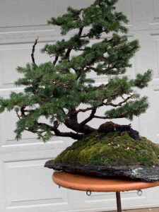 Read more about the article Yamadori Colorado Blue Spruce Slab Planting