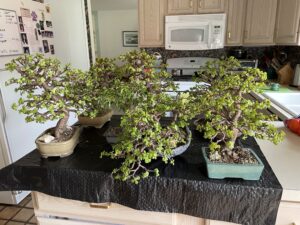 Read more about the article Bonsai on a budget