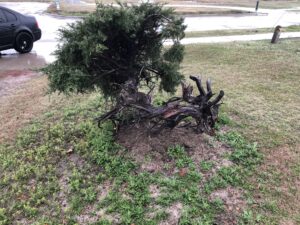 Read more about the article Collecting Bonsai (Yamadori)