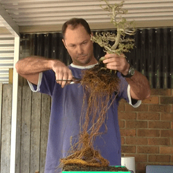 Read more about the article Root Pruning and Repotting