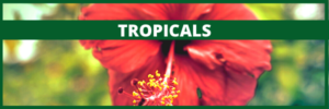 Read more about the article Bringing Your Tropicals Outside