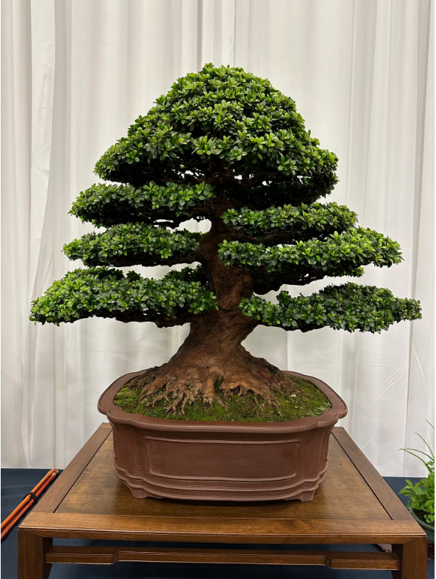 8th National Bonsai Exhibition Retrospective - Prairie State Bonsai Society