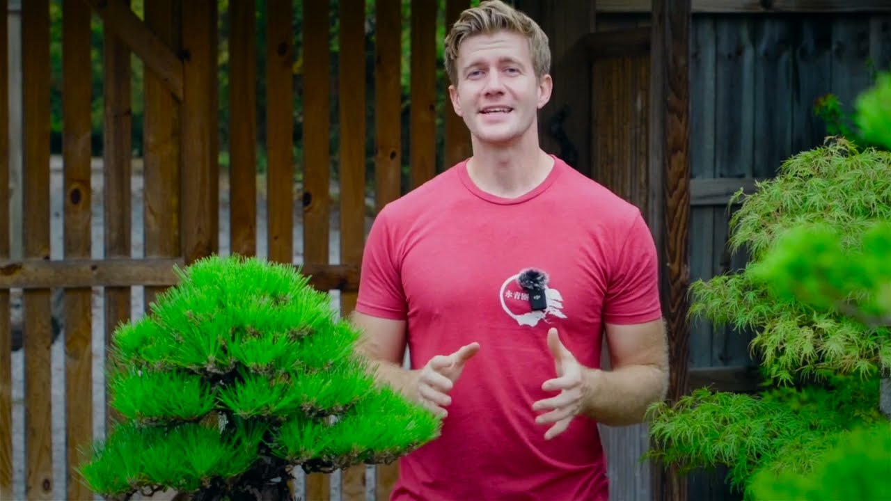 Read more about the article Pine Bonsai – Seasonal Species Guide | Bonsai-U