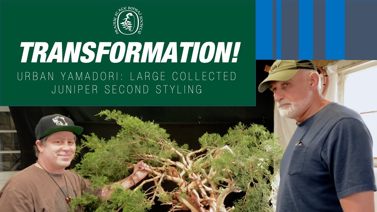 Read more about the article Urban Yamadori: Collected Bonsai Tree Second Styling – Part 2