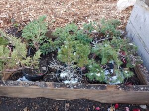 Read more about the article Bonsai Winter Storage for IL/WI border