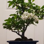 Tree of the Month – Crabapple