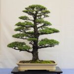 Tree of the Month – August 2024