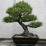 Late Fall Black Pine Maintenance