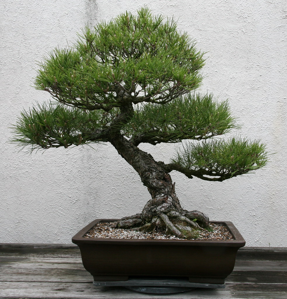 Read more about the article Late Fall Black Pine Maintenance