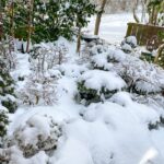 Winter Bonsai Storage