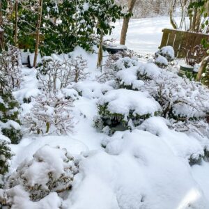 Read more about the article Winter Bonsai Storage