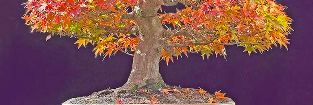 Read more about the article Things to do October 2025