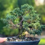 Tree of the Month – February 2025