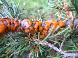 Read more about the article Cedar – apple rust