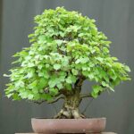 Tree of the Month – June 2025