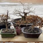 Why is my bonsai suffering