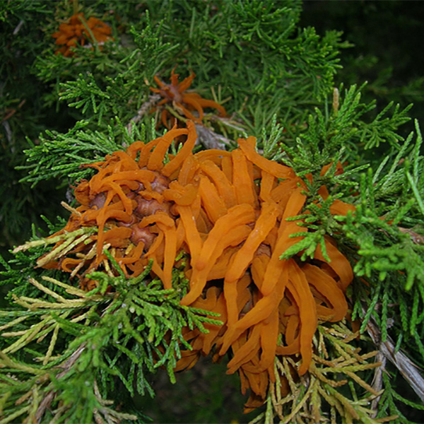 Read more about the article Cedar-Apple rust disease