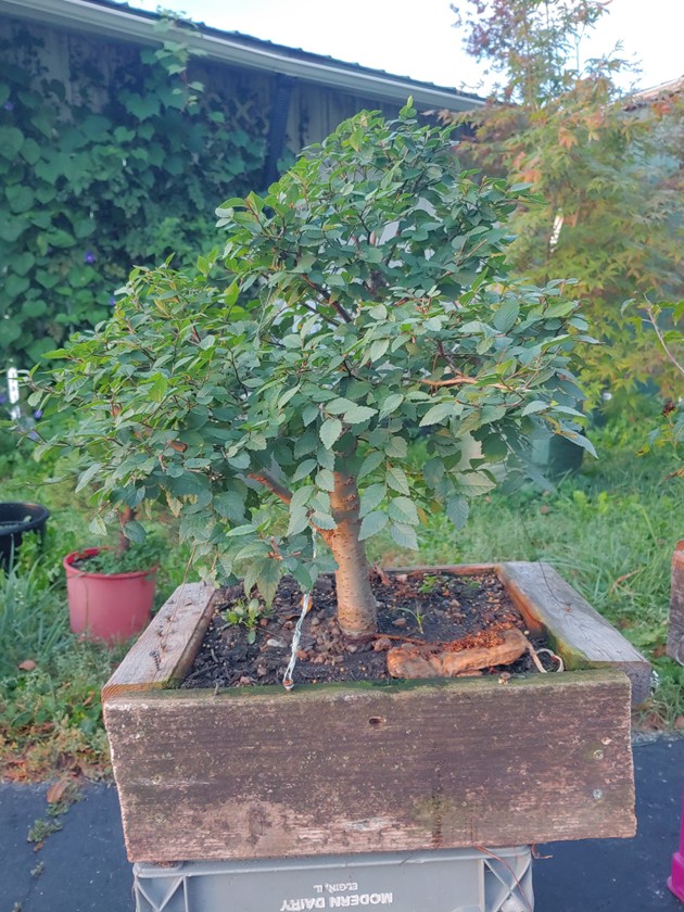 Read more about the article Tree of the Month – October 2025