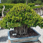 Wigert’s Bonsai Nursery Review